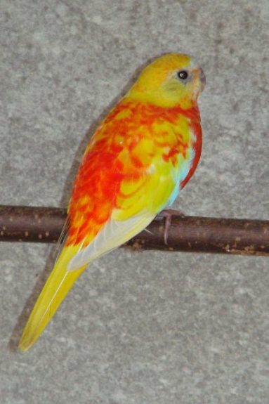 0,1 Papagáj trávny tyrkysový žltý červenoprsý op.