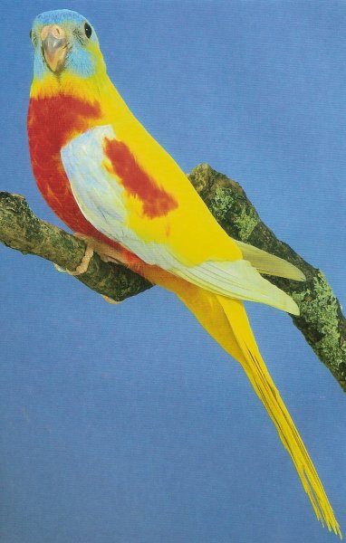 Papagáj trávny tyrkysový, červenobruchý